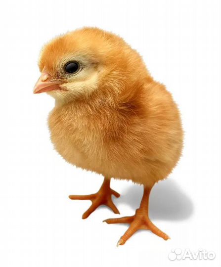 Доставка цыплят по Краснодарскому краю