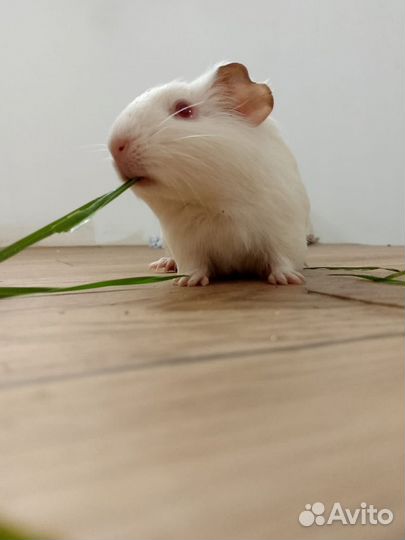 Морская свинка