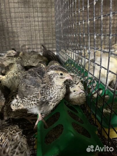 Перепела несушки доставка