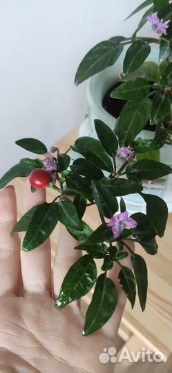 Перчик острый комнатный