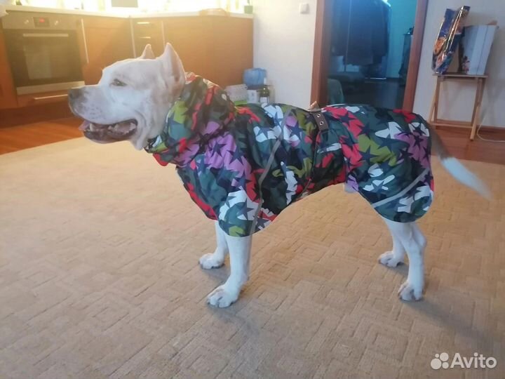 Попона-жилет для собаки