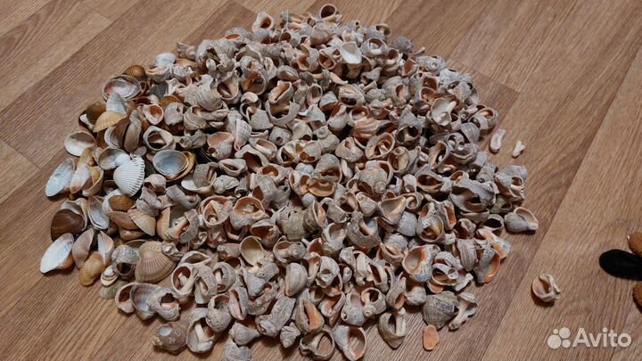 Морские ракушки пакетом