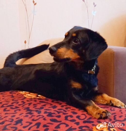 Собака такса в добрые руки бесплатно