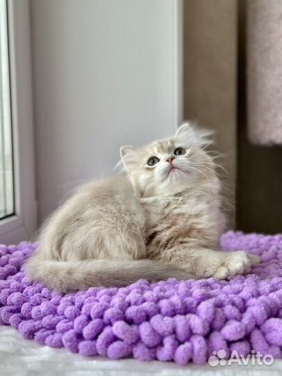 Котик 2 лиллвпя золотая шиншилла blh cy12