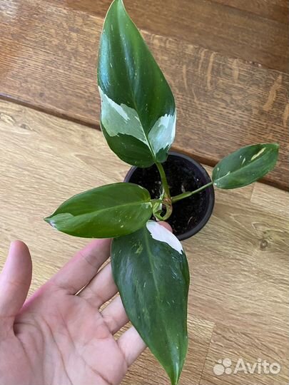 Филодендрон