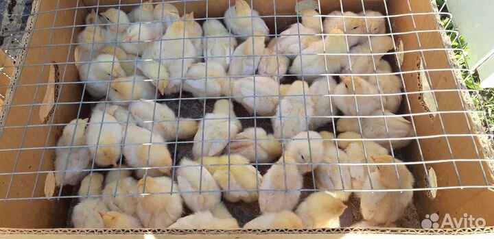 Петушки на откорм