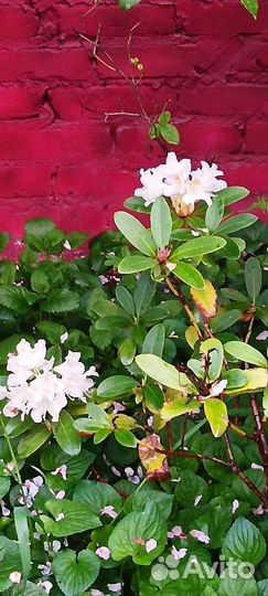 Саженцы рододендрона