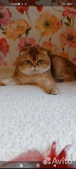 Вязка кот вислоухий