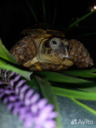 Черепаха сухопутная