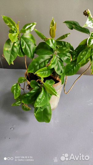 Папоротник