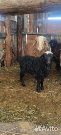 Овцы эдельбай