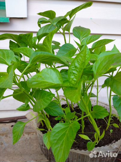 Рассада перца и баклажан