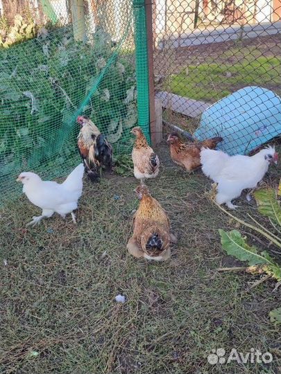 Куры помесь бентамки и китайской шелковой