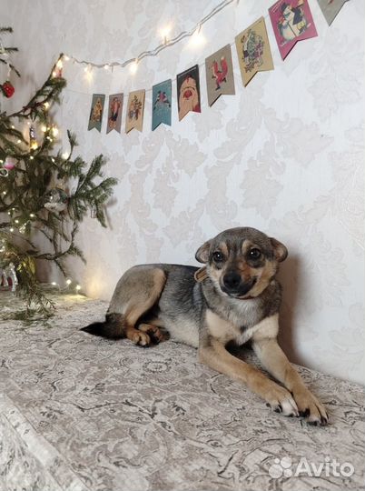 Мышка малышка