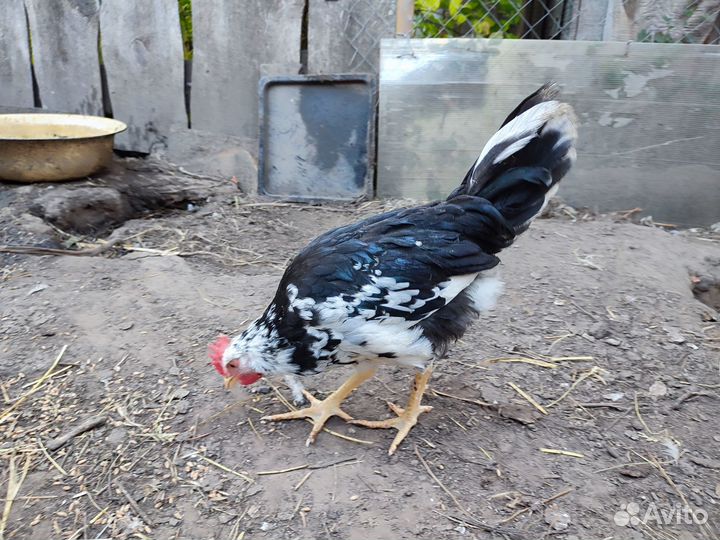 Очень молодые петушки