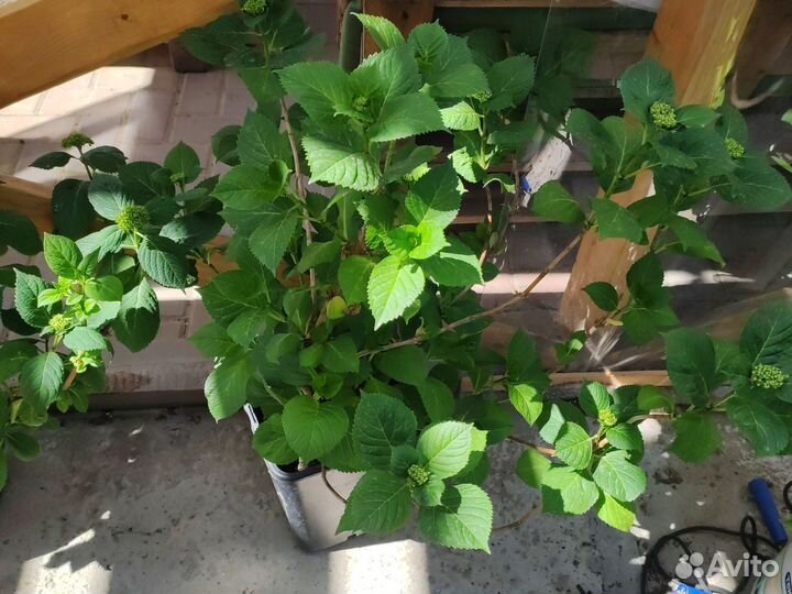 Гортензия крупнолистная