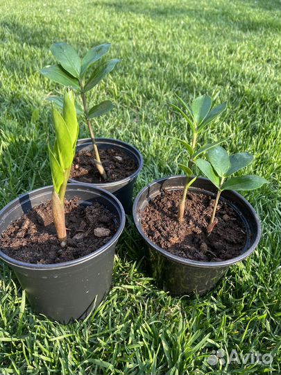 Замиокулькас