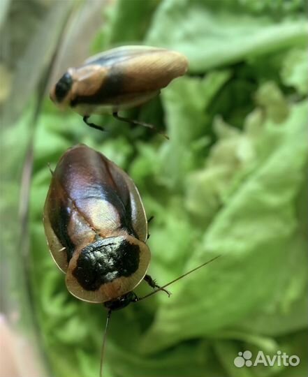 Тропические тараканы