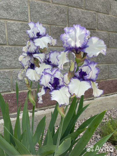 Ирисы сортовые