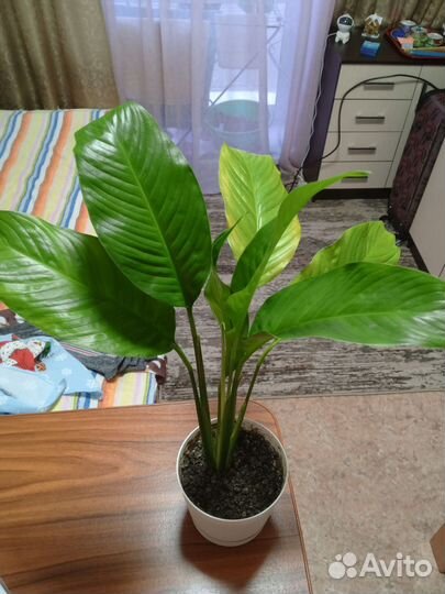 Спатифиллум