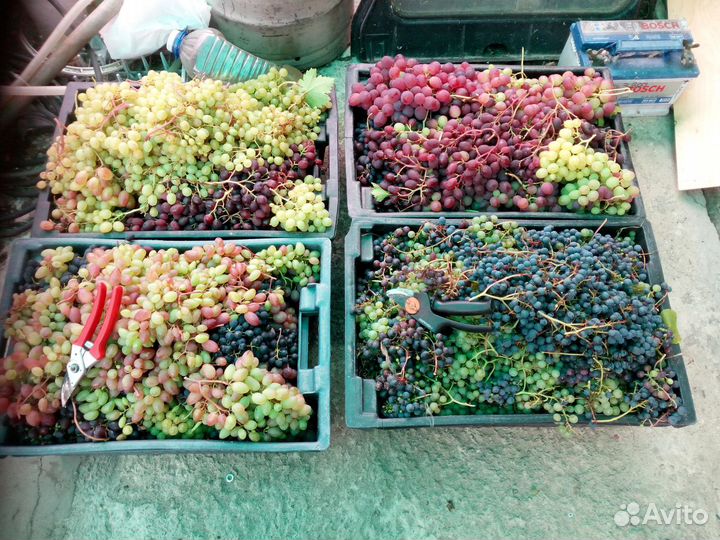 Черенки винограда зимостойких сортов