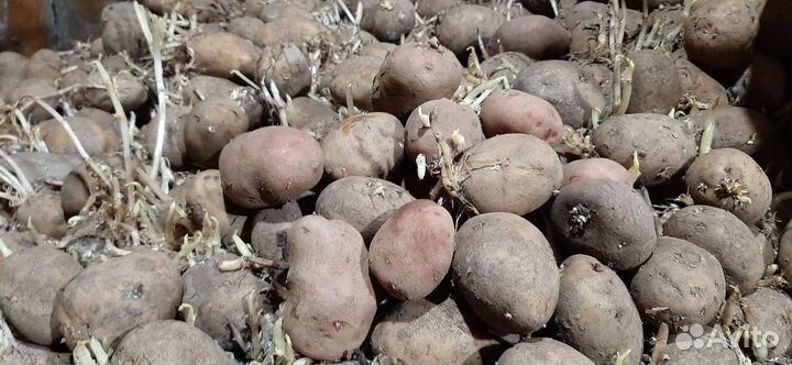Картофель семенной на посадку