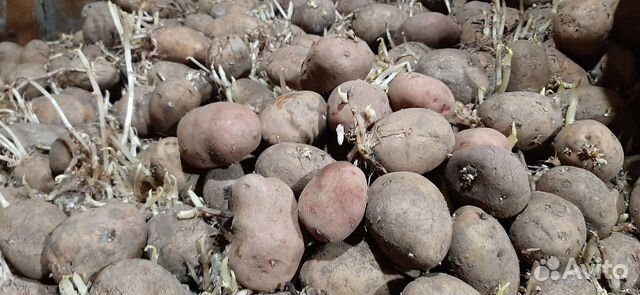 Картофель семенной на посадку