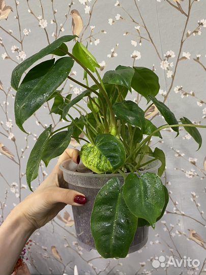 Филодендрон бурле макс вариегатный