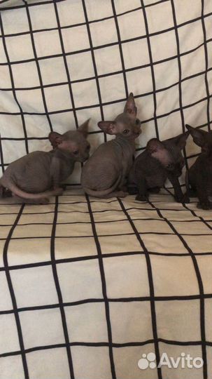 Канадский сфинкс