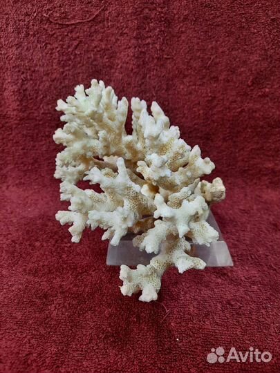 Коралл натуральный. Ветка.на подставке. 1976 год