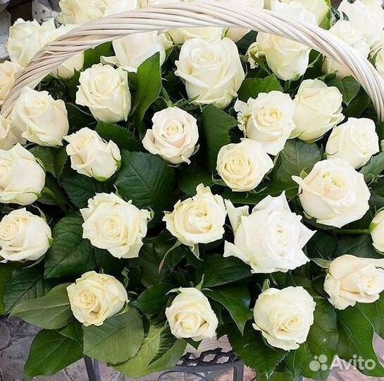 Розы Цветы Букеты 25 51 151 201 101 301 501 опт