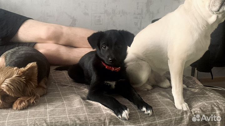 Собака в добрые руки