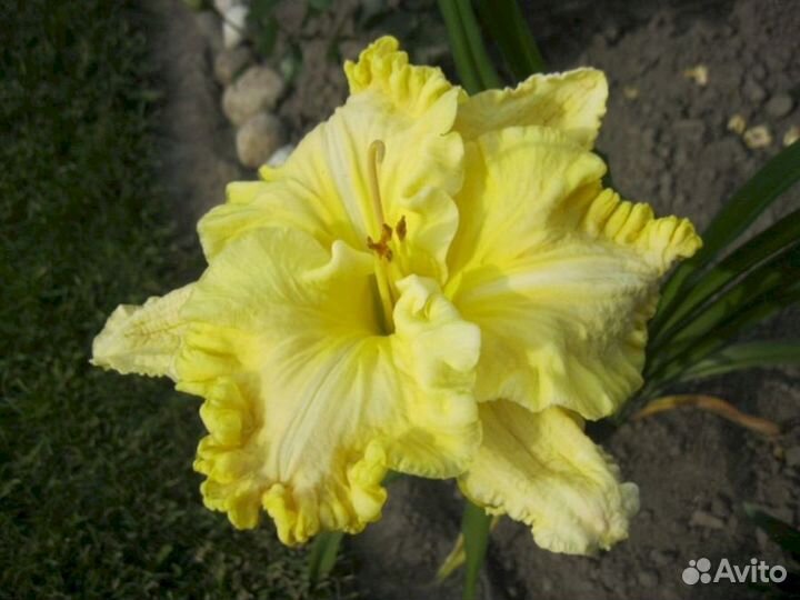 Лилейники Файндерс Киперс