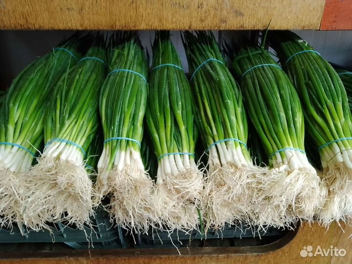 Зелень оптом и в розницу