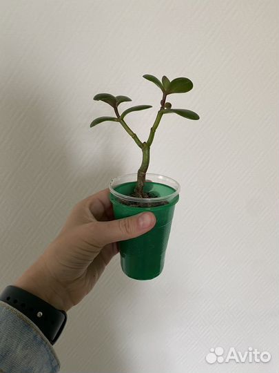 Крассула толстянка (денежное дерево)