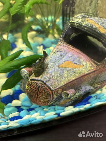 Сомики анциструсы