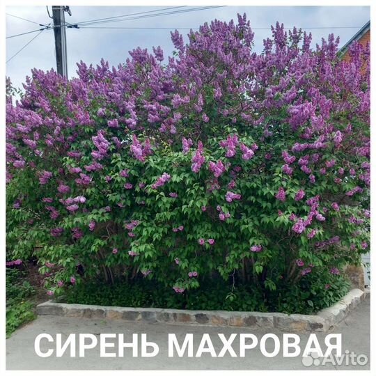 Сирень разных сортов