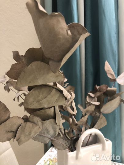 Сухоцветы эвкалипт