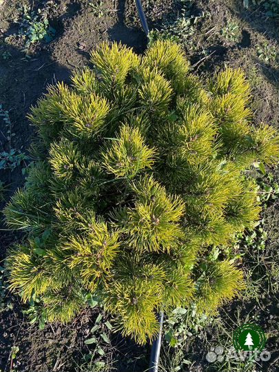 Сосна горная 1,87 м и др