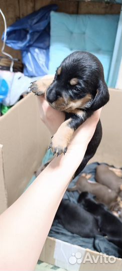 Собаки щенки таксы