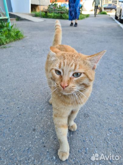 Рыжий котик