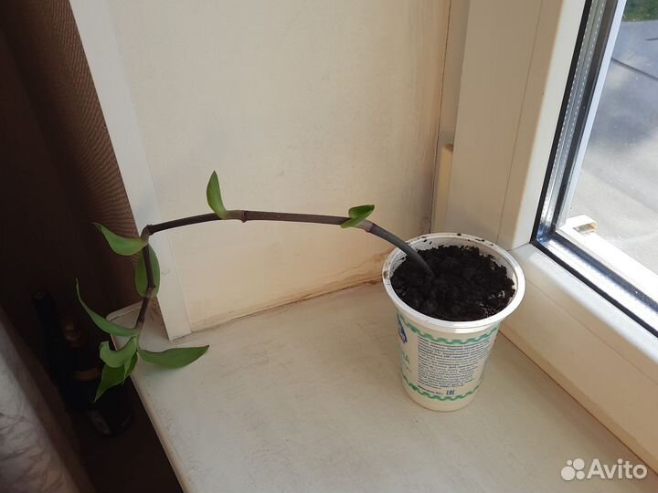 Цветок золотой ус