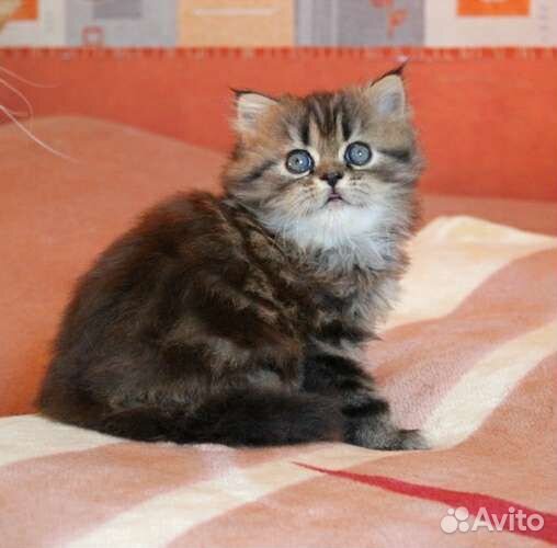 Хайленд Страйт Мальчик