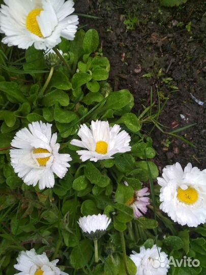 Маргаритки