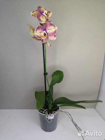 Орхидея фаленопсис Новиночка