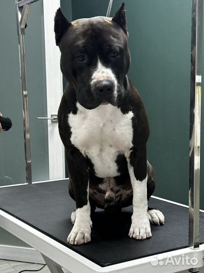 Вязка кобеля американский стаффордширский терьер