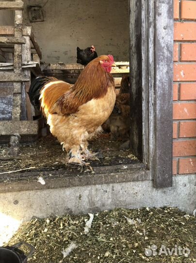 Куры брама инкубационное яйцо