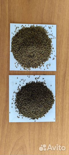 Семена люцерны