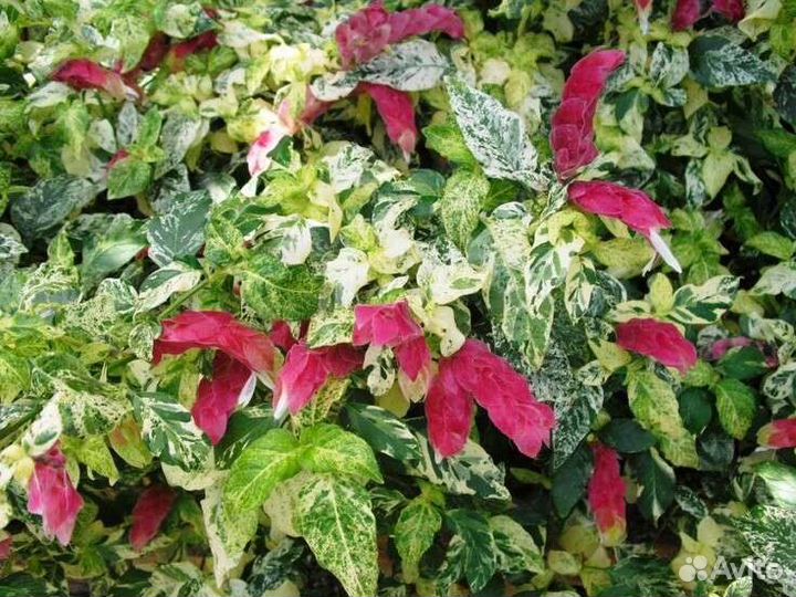 Белопероне вариегатное,Роуж