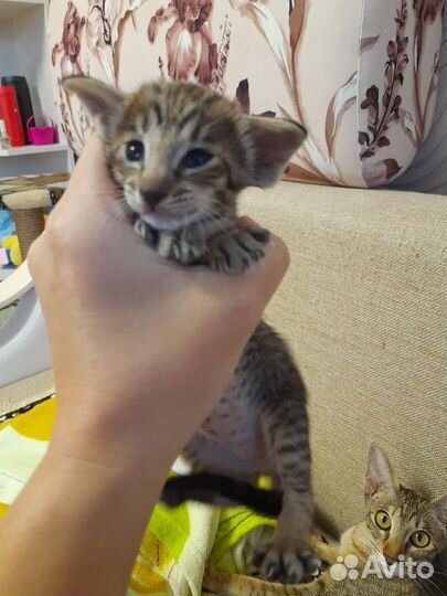 Ориентальные котята